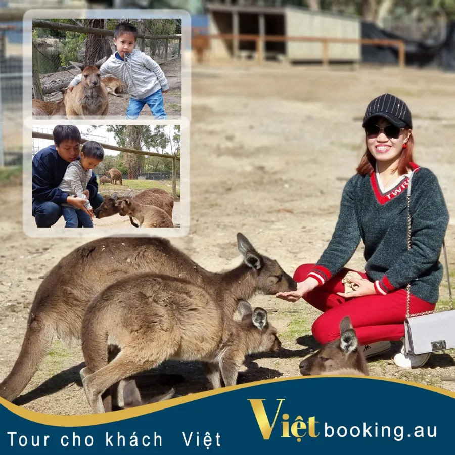 Khám phá vườn thú Ballarat Wildlife